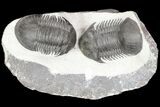 Two Paralejurus Trilobites - Ofaten, Morocco #80326-1